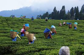 assam-tea-workers