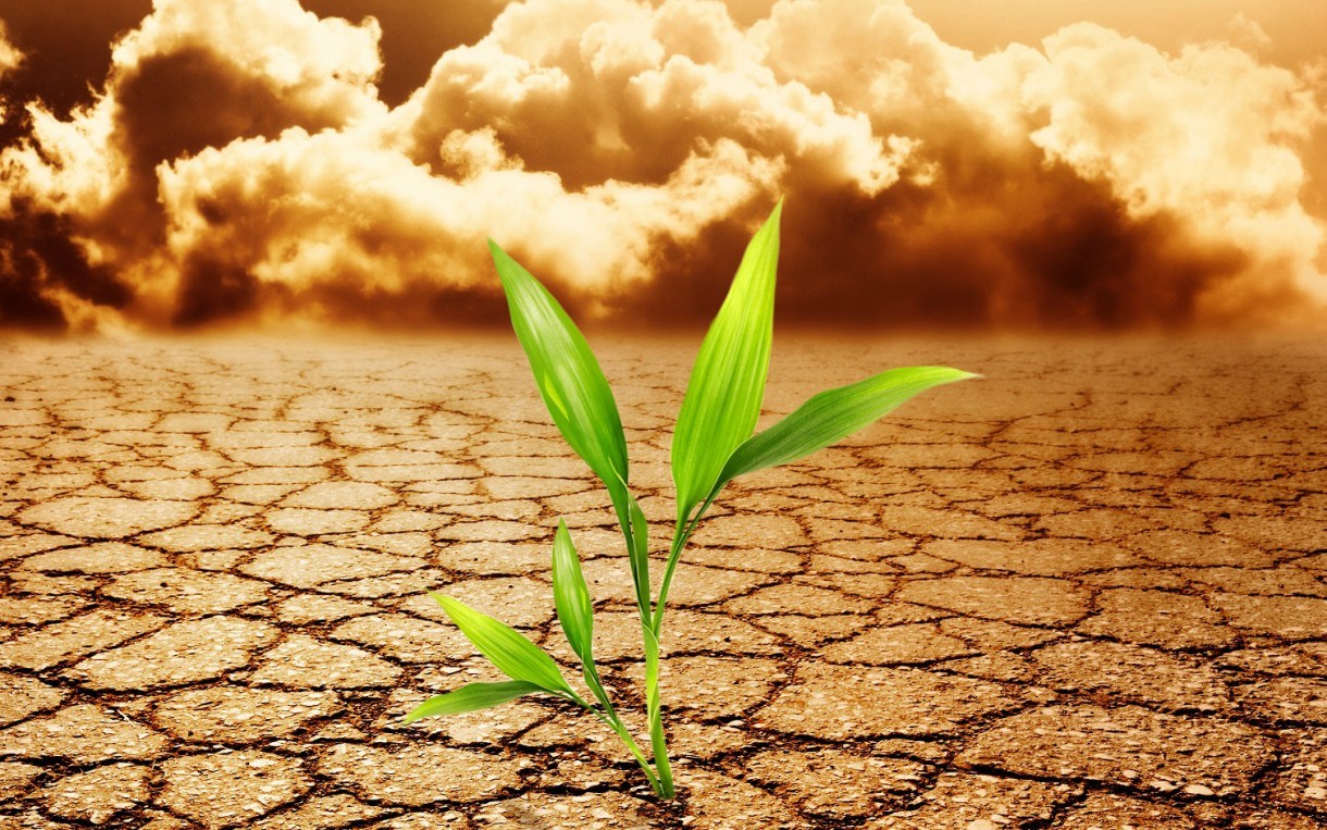 climate-change-and-cocoa-chocolate-firms-action-to-temperature-rise