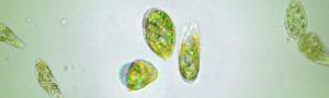 euglena_1