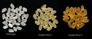 golden-rice