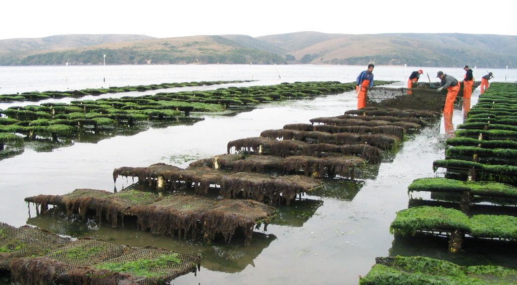 hog-island-oyster-leases-photo-courtesy-hog-island-oyster-co-e1410304559847-1024x566
