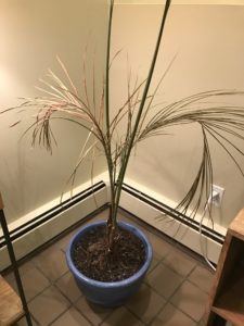 Changing water patterns and temperatures do not bode well for plants.