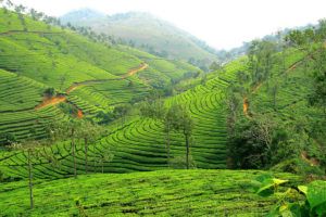 image-1-tea-plantation