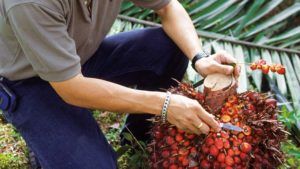 palm-oil
