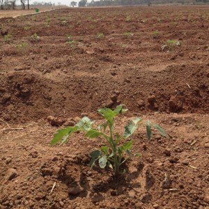 Tomatoes