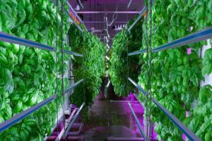 vertical-farming-2