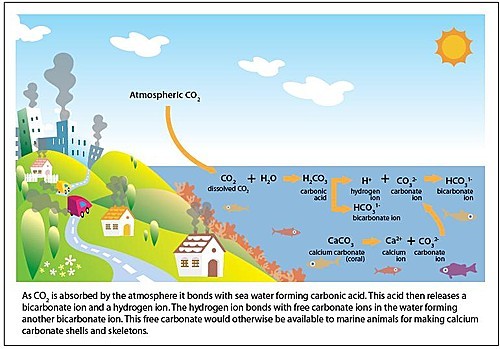 Picture source: http://usa.oceana.org/what-ocean-acidification