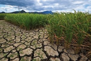 Growing GMO crops in extreme conditions[8]