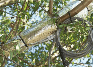 Example of sap flow sensor used to confirm optimized irrigation [11]