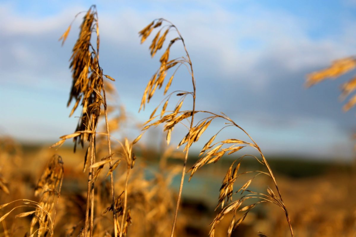 Seeds on golden grain