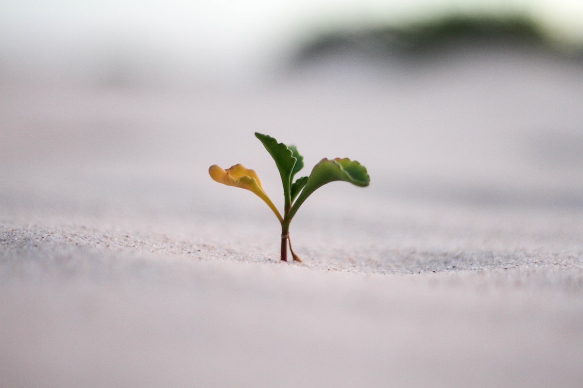 Plant sprouting
