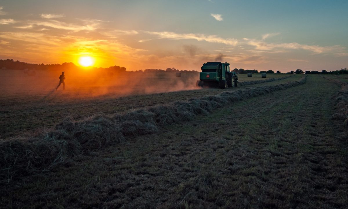 harvesting a crop
